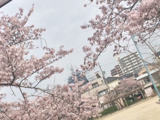 桜１.JPG